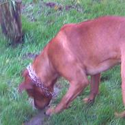 Blanding af racer Saki- r.i.p