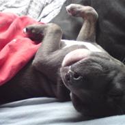 Amerikansk staffordshire terrier Misya