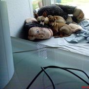 Prazsky krysarik Peanut