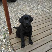 Labrador retriever Baloo