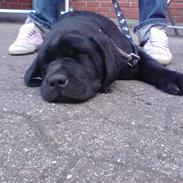 Labrador retriever Baloo