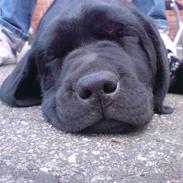 Labrador retriever Baloo