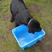 Labrador retriever Baloo