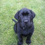 Labrador retriever Baloo