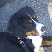 Berner sennenhund Nika