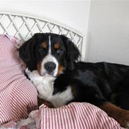 Berner sennenhund Nika