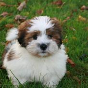 Lhasa apso Balou