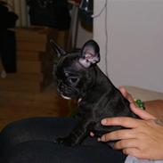 Fransk bulldog Chili