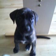 Amerikansk staffordshire terrier Prada