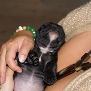 Fransk bulldog Chili
