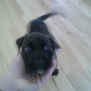 Amerikansk staffordshire terrier Prada