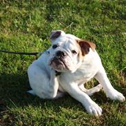 Engelsk bulldog Morgan