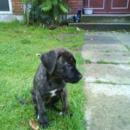 Amerikansk staffordshire terrier Prada