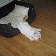 Engelsk bulldog Morgan