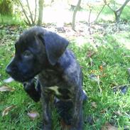 Amerikansk staffordshire terrier Prada