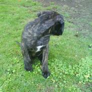Amerikansk staffordshire terrier Prada