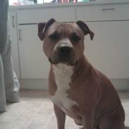 Amerikansk staffordshire terrier Diva