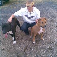 Amerikansk staffordshire terrier Diva
