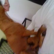 Amerikansk staffordshire terrier Diva