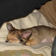 Chihuahua Choko - R.I.P.