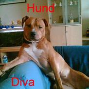 Amerikansk staffordshire terrier Diva