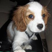 Cavalier king charles spaniel Aadalens Stella
