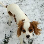 Cavalier king charles spaniel Aadalens Stella