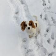 Cavalier king charles spaniel Aadalens Stella
