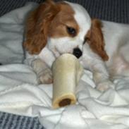 Cavalier king charles spaniel Aadalens Stella