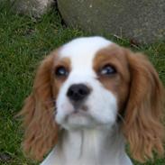 Cavalier king charles spaniel Aadalens Stella