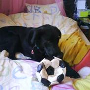 Labrador retriever rosa