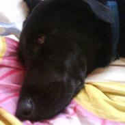 Labrador retriever rosa