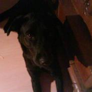 Labrador retriever rosa