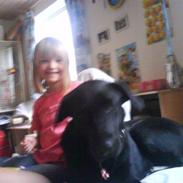 Labrador retriever rosa