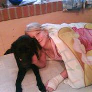 Labrador retriever rosa