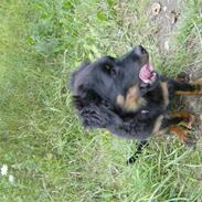 Rottweiler Berta