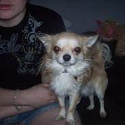 Chihuahua Ollie