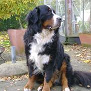 Berner sennenhund Vicktor