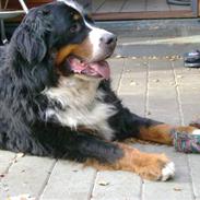 Berner sennenhund Vicktor