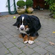Berner sennenhund Vicktor