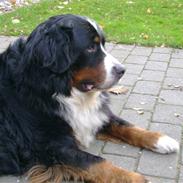 Berner sennenhund Vicktor