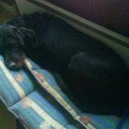 Ruhåret hønsehund Kia