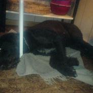 Ruhåret hønsehund Kia