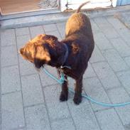 Ruhåret hønsehund Kia