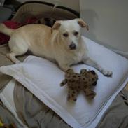 Blanding af racer Anna