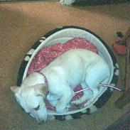 Blanding af racer Anna