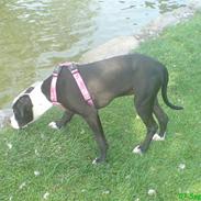 Amerikansk staffordshire terrier Vipz *RIP*