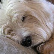 West highland white terrier Vigtor