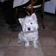 West highland white terrier Vigtor