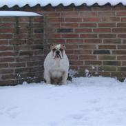 Engelsk bulldog Alfred